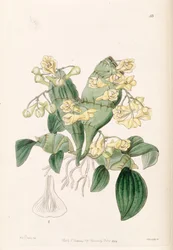 Dendrobium compressum